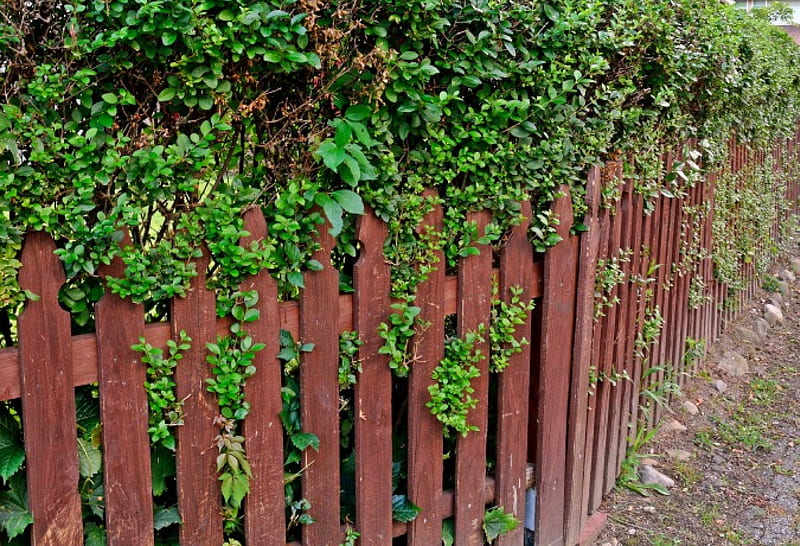 Beautiful Shrubbery Fence, nice fence, beautiful fence, scenic fence, HD wallpaper