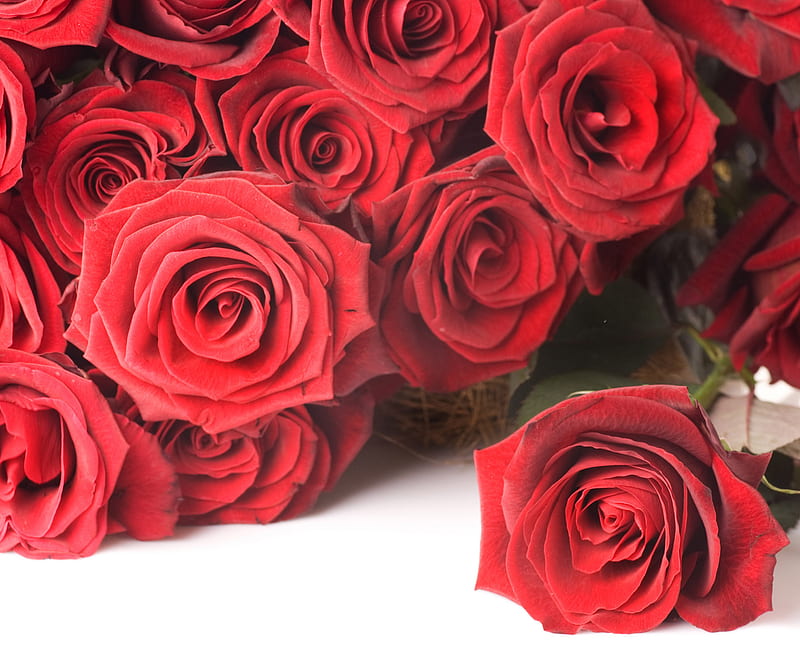 Roses For You, flower, love, red, rose, HD wallpaper | Peakpx