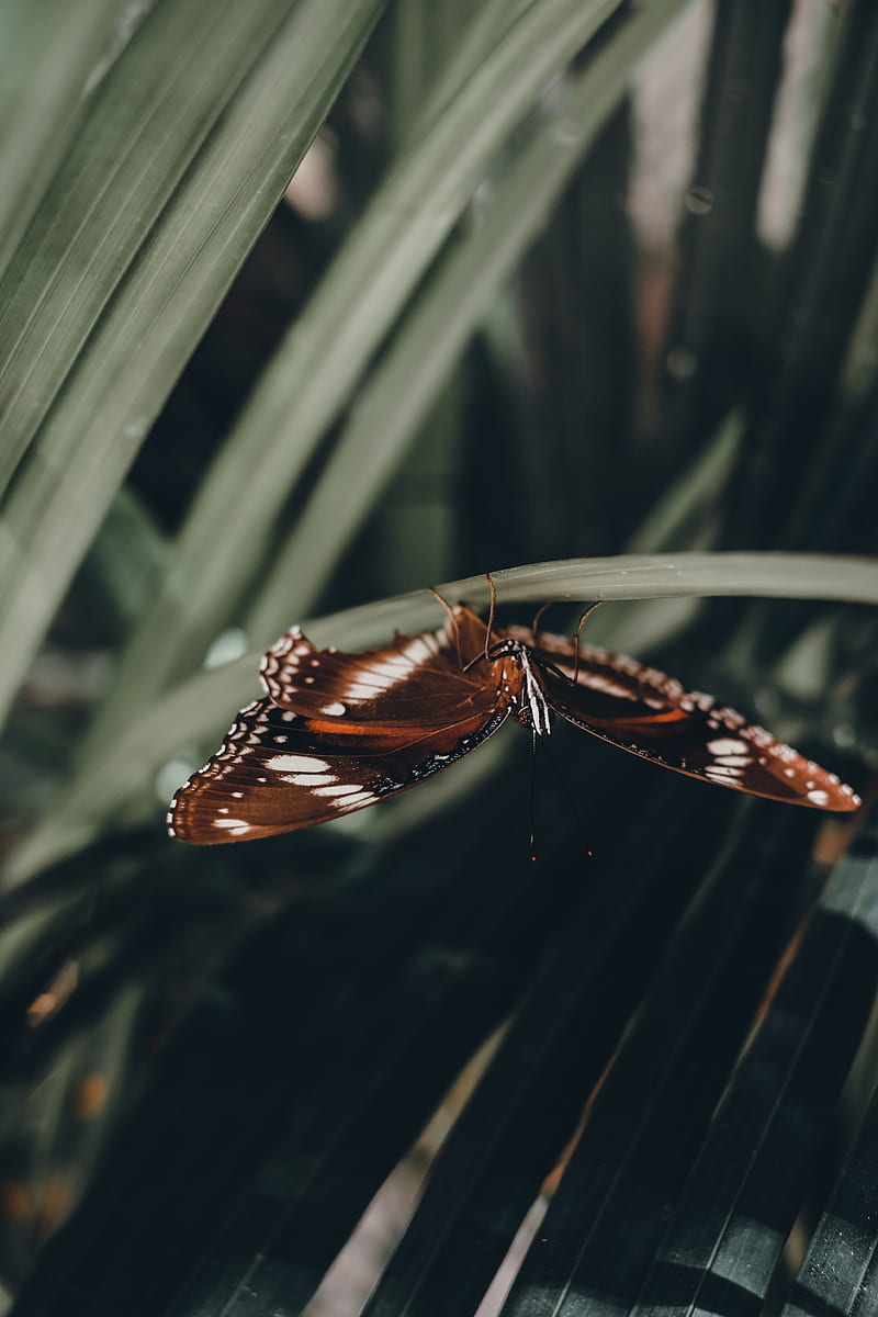 butterfly, wings, pattern, leaf, macro, HD phone wallpaper