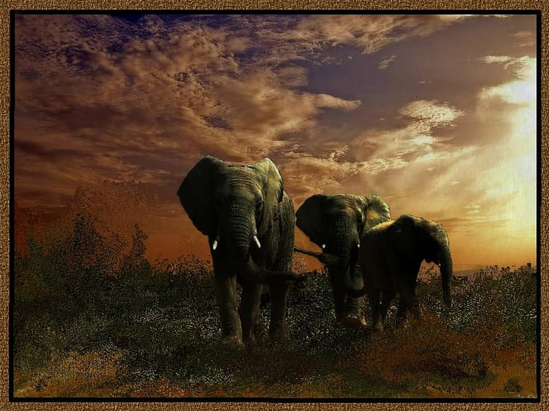 ELEPHANT WALK, elephants, walk, sunset, clouds, sky, HD wallpaper