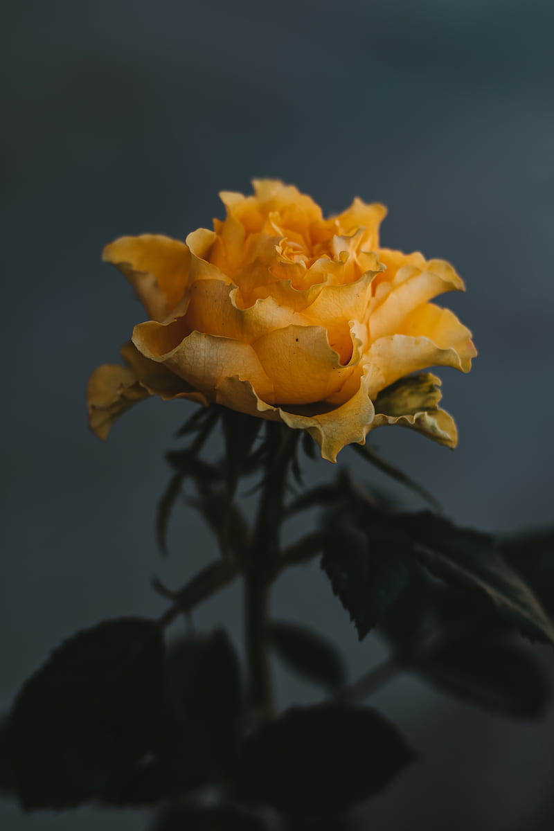 rose, yellow, flower, HD phone wallpaper