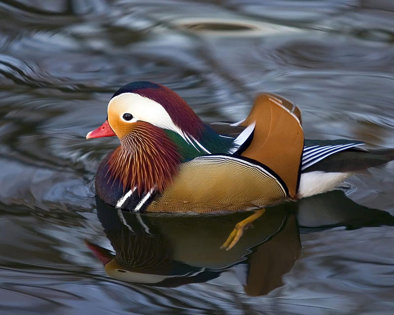 Mandarin_Duck, cool, mandarin-duck, HD wallpaper