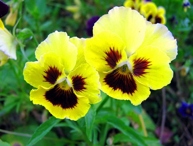 Bright yellow faces, yellow, pansies, flowers, two, HD wallpaper