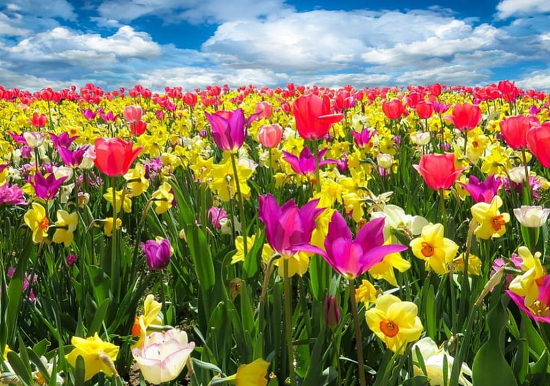 Spring Flowers, daffodils, painting, blossoms, colors, tulips, clouds, artwork, field, HD wallpaper