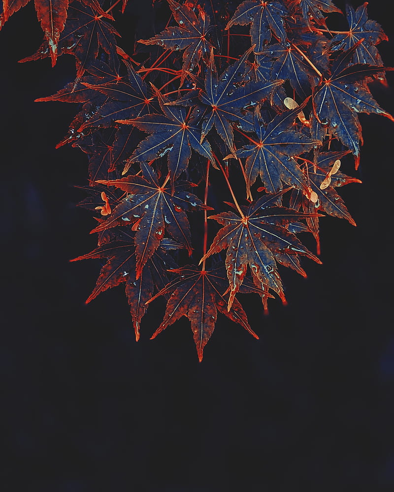 maple, leaves, tree, drops, wet, HD phone wallpaper