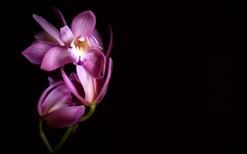 Orchids, flower, black, pink, orchid, HD wallpaper