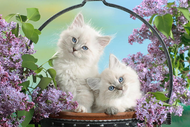 Blue Eyes and Blossoms, blossoms, roses, cat, kitten, animals, HD wallpaper