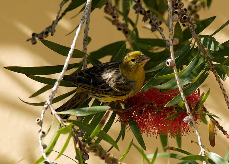 CANARY ON BOTTLE BRUSH, yellow, tree, canary, bird, HD wallpaper