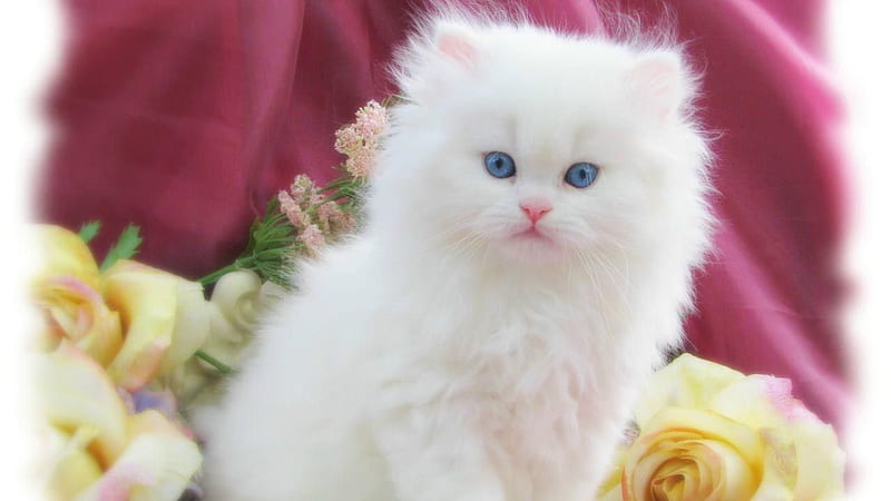 Cute White Cat Kitten With Blue Eyes In Pink Satin Cloth Background Cute Cat, HD wallpaper