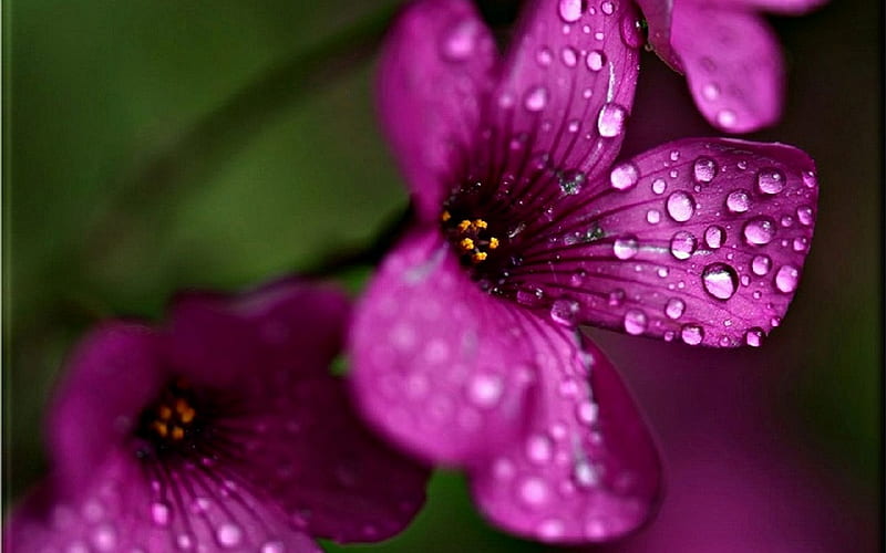 FLOWER CLOSEUP, closeup, dew, drops, mist, leaf, graphy, water, flower, pink, HD wallpaper
