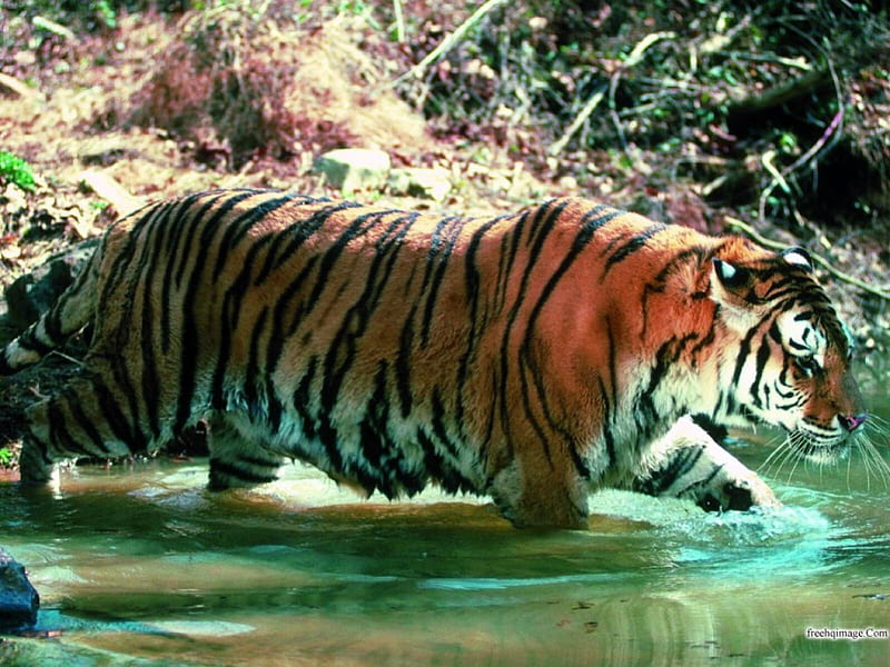 Tiger in water, walking, water, tiger, woods, HD wallpaper | Peakpx