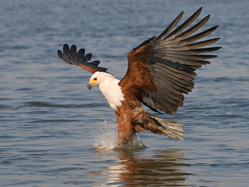 Fishing For Dinner, eagle, bird, fish eagle, african, HD wallpaper