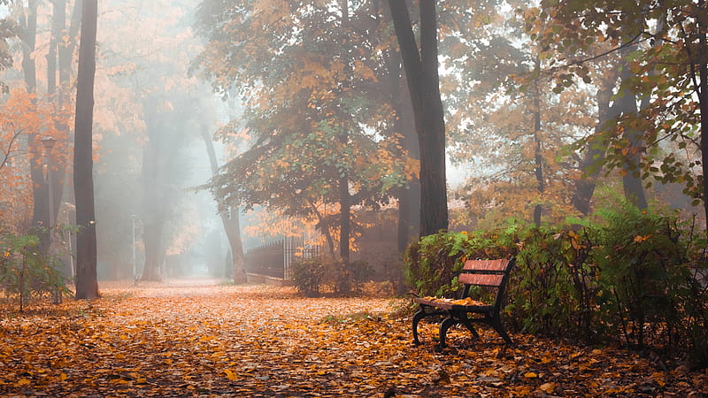 Wooden Bench In Autumn Trees Park Nature, HD wallpaper