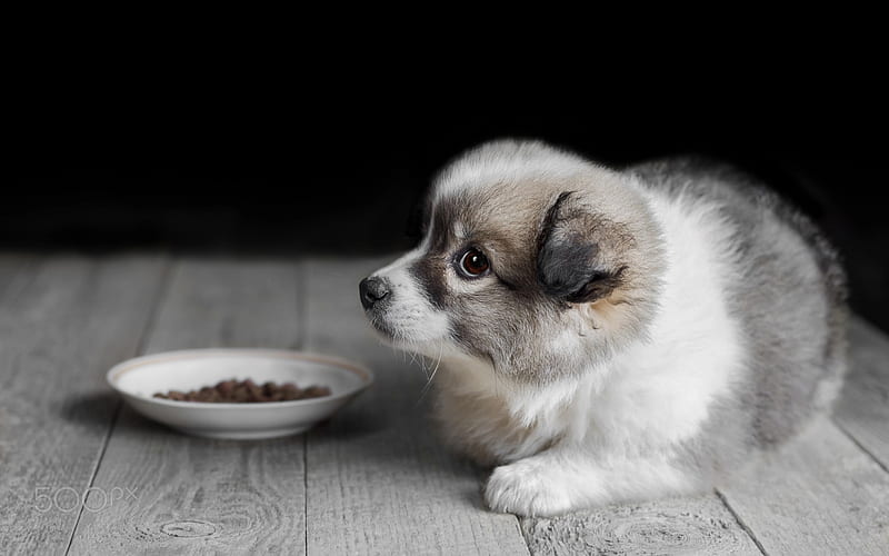 small gray puppy, cute animals, small dog, pets, HD wallpaper