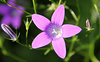 Palabras clave de fondo de pantalla: estrellas en flor morada | Peakpx