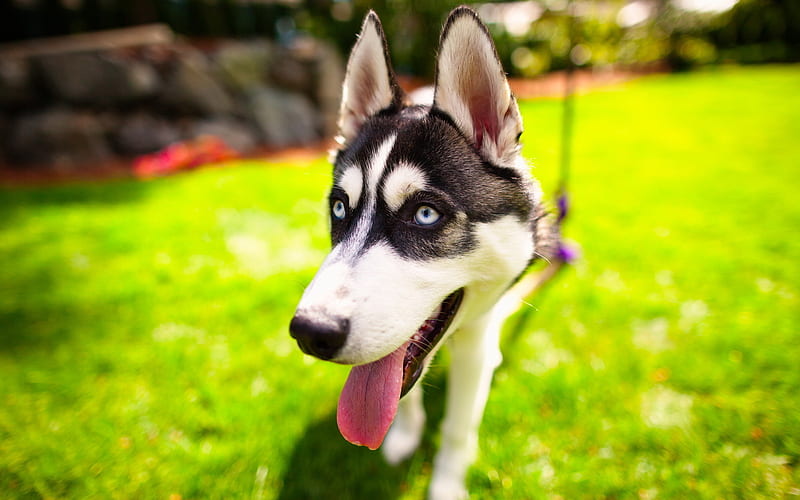 Husky, lawn, pets, green grass, cute animals, Siberian Husky, dogs, Husky Dog, HD wallpaper