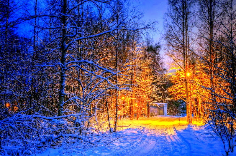 ★Nighttime Winter★, holidays, seasons, xmas and new year, greetings, graphy, landscapes, forests, scenery, night, lighting, christmas, lamps, love four seasons, creative pre-made, trees, winter, dry trees, nighttime winter, snow, times, plants, nature, HD wallpaper