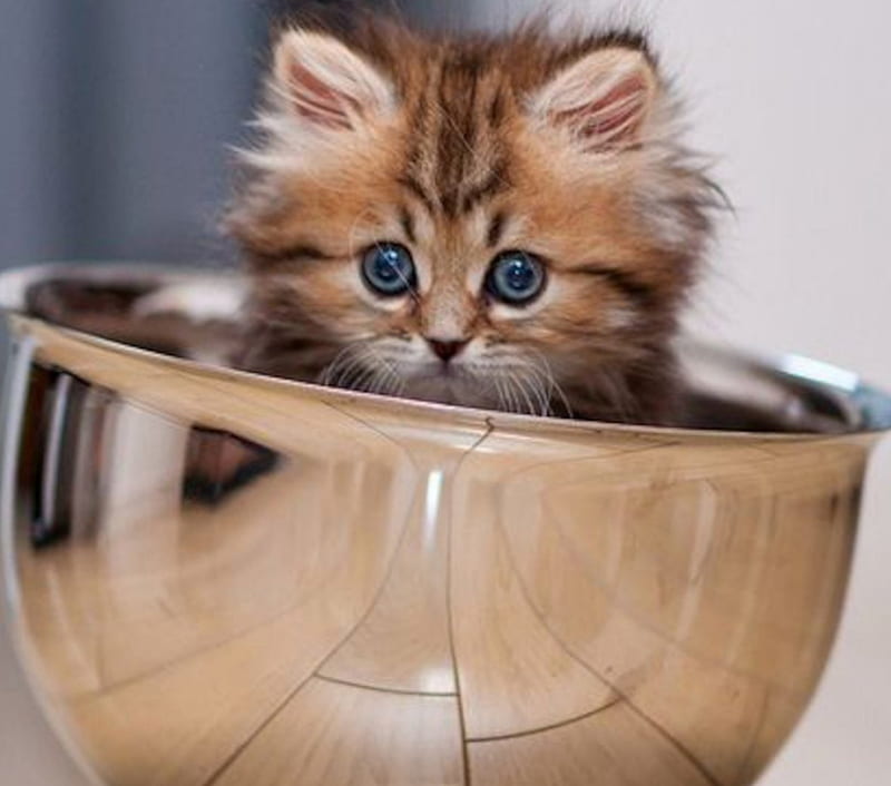 Young Persian Kitten in Steel Bowl, persian, steeel, cat, kitten, animal, bowl, HD wallpaper