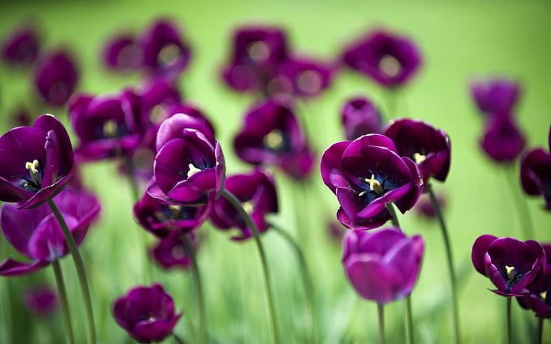 purple tulips-flowers, HD wallpaper
