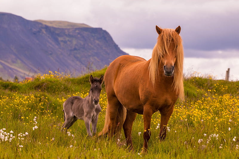 Animal, Horse, Baby Animal, Foal, HD wallpaper | Peakpx Animal, Horse, Baby Animal, Foal, HD wallpaper | Peakpx