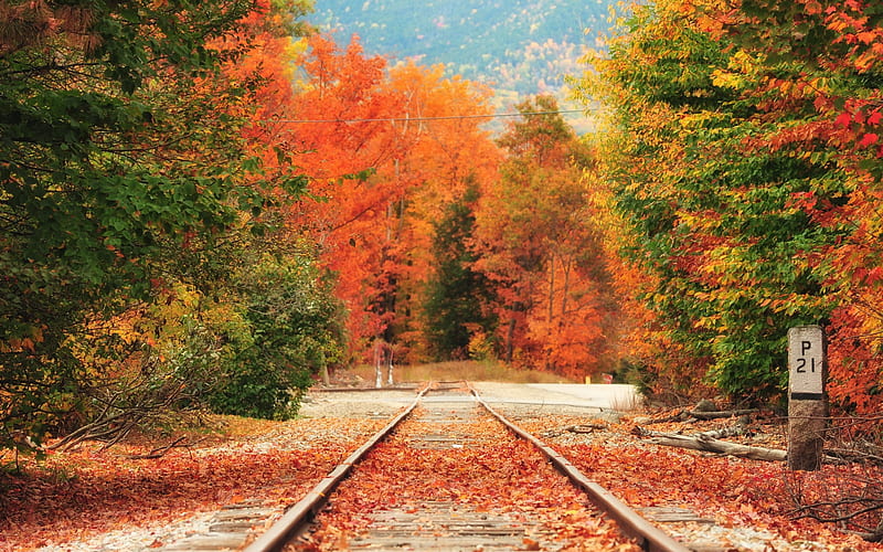 New Hampshire Autumn, forest, fall, leaves, colors, trees, rails, HD wallpaper