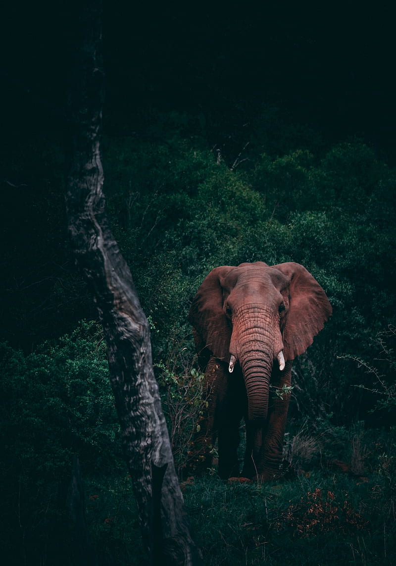 elephant, wild, forest, trees, Animal, HD phone wallpaper