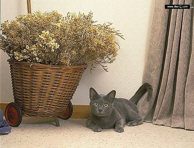 Russian blue, dried flowers, cane basket, cat, curtains, HD wallpaper