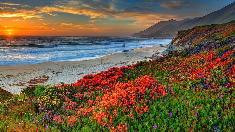 Flores espectaculares en una playa r, playa, flores, r, puesta de sol, mar,  Fondo de pantalla HD | Peakpx