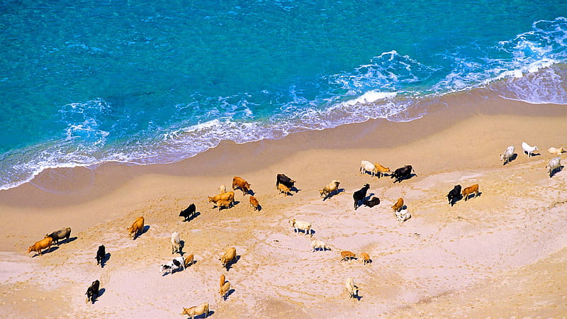 Corsica shore, beach, shore, cow, herd, summer, corsica, sea, blue, HD wallpaper