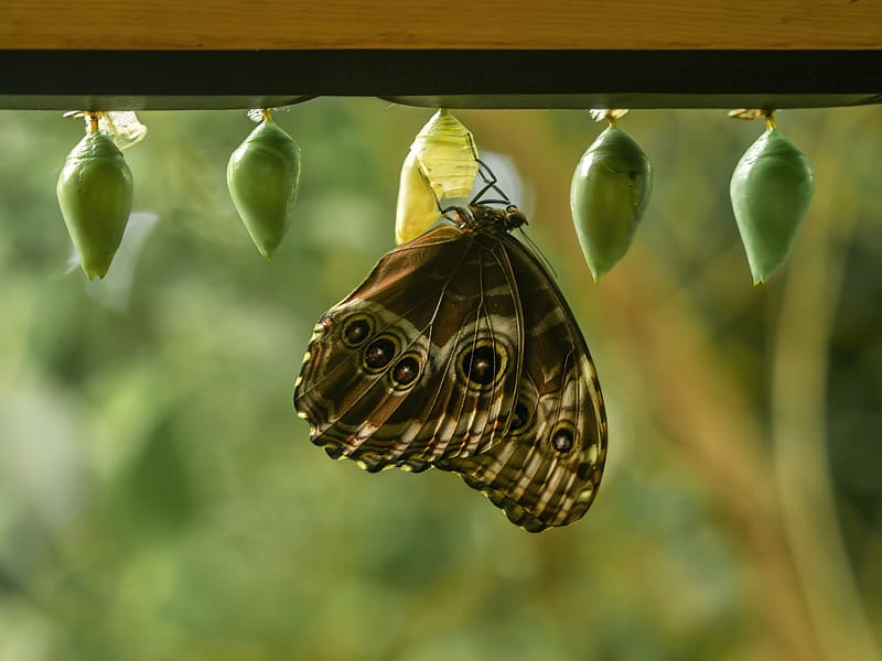 morpho peleides, butterfly, macro, cocoons, blur, HD wallpaper