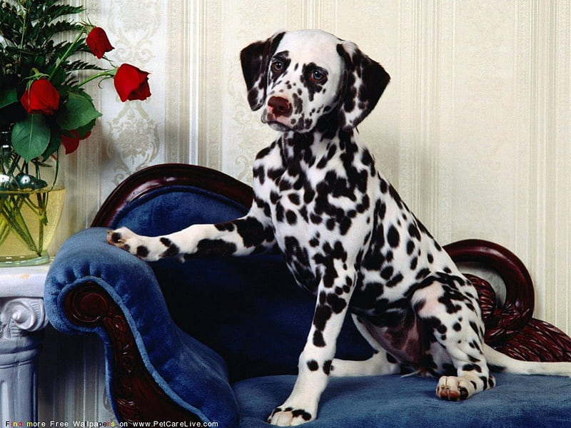 DALMATION PRINCE, spotted, royal, puppies, chaise longue, roses, sofa, dogs, blue, HD wallpaper
