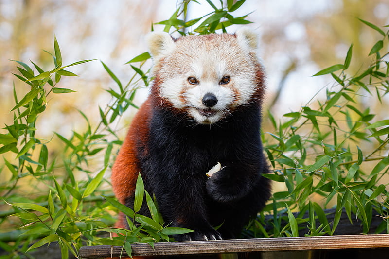 red panda, brown, cute, animal, bamboo, branches, HD wallpaper