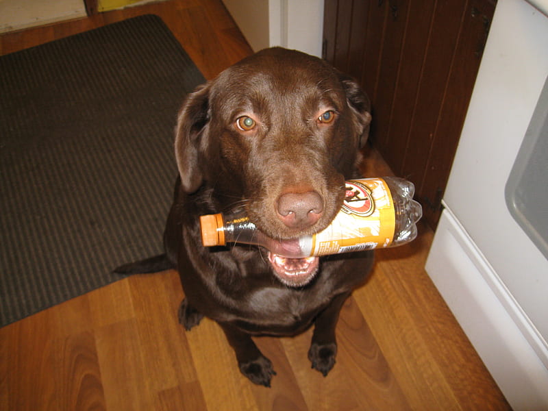 Chocolate Lab w/ soda bottle, chocolate lab, four years old, family pet, with soda bottle, HD wallpaper