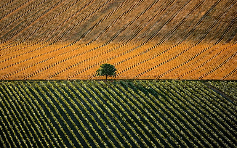 Agricultural Landscape near Cognac, Charente, France, nature, sun, field, landscape, HD wallpaper