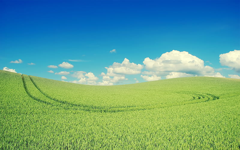 Green wheat field-Small fresh landscape, HD wallpaper