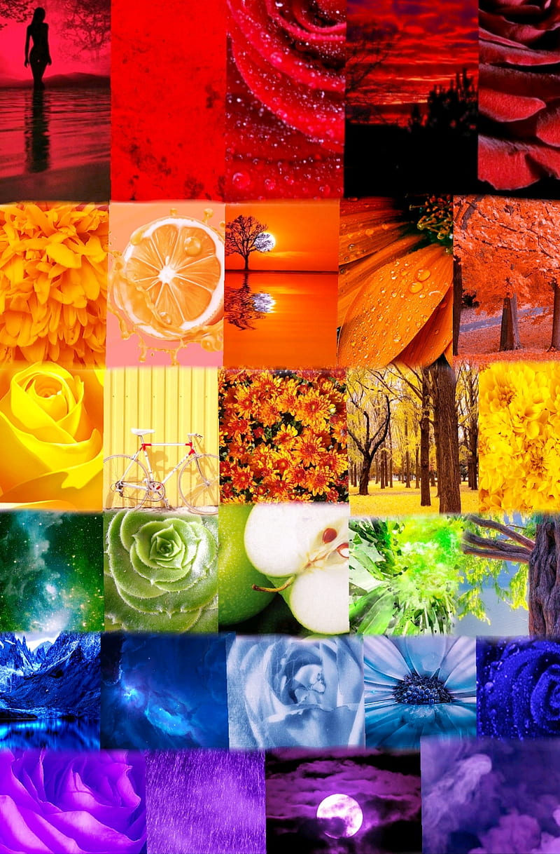 Hidden Rainbow, orange, red, flowers, green, blue, color, pride, yellow, life, HD phone wallpaper