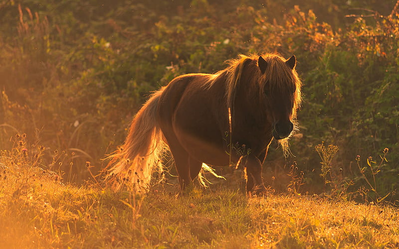 brown horse, sunset, field, evening, horses, beautiful animals, HD wallpaper