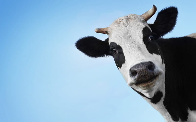 Hello!, cow, black, vaca, white, animal, horns, blue, HD wallpaper