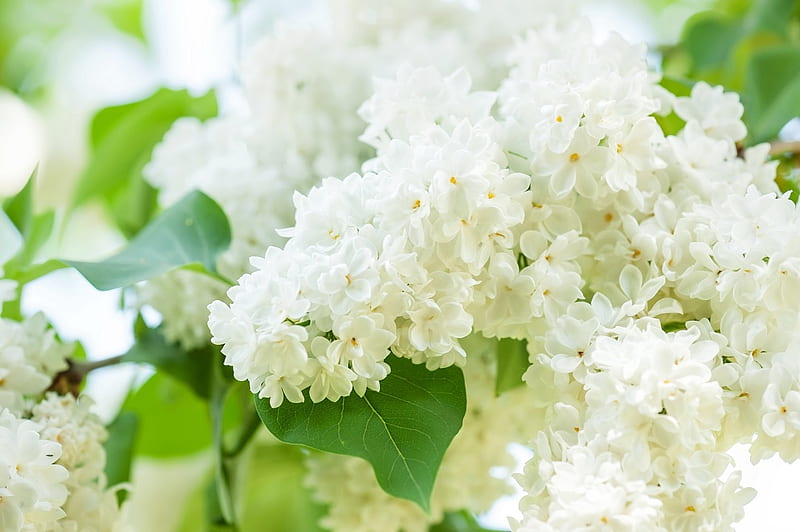 Lilas blancas, naturaleza, blanco, flores, lilas, Fondo de pantalla HD |  Peakpx