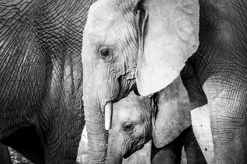elephant, baby elephant, animals, black and white, HD wallpaper