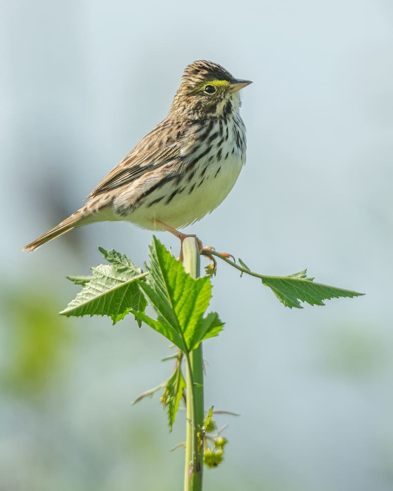 sparrow, bird, plant, wildlife, HD phone wallpaper