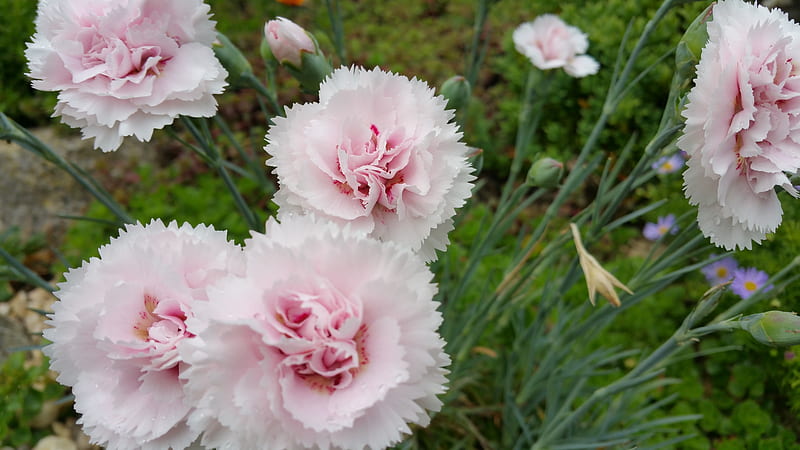 Carnations, Garden, Flowers, Summer, Bath, HD wallpaper | Peakpx