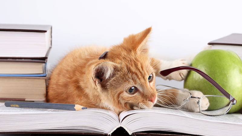 Cat Lying On Books, cat, animals, HD wallpaper