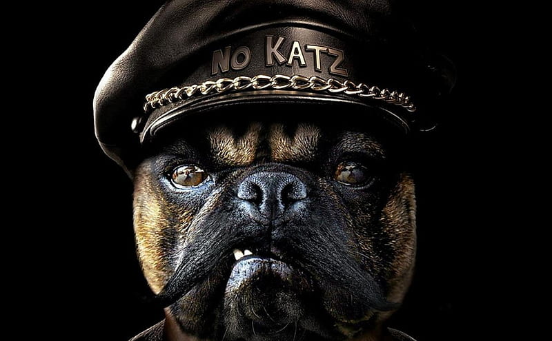 no katz, face, portrait, hat, dog, HD wallpaper