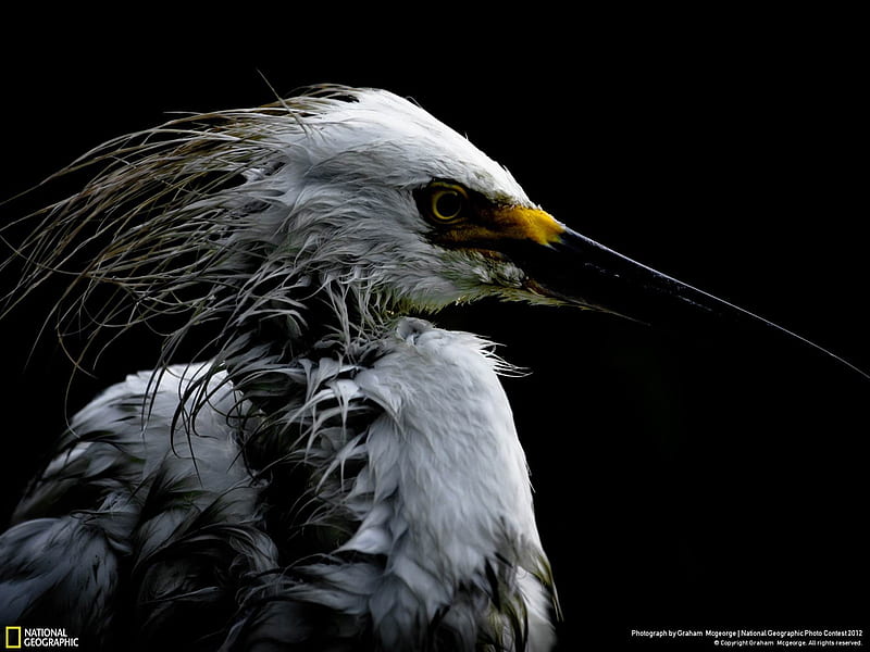 Portrait of a Snowy Egret-2012 National Geographic graphy, HD wallpaper