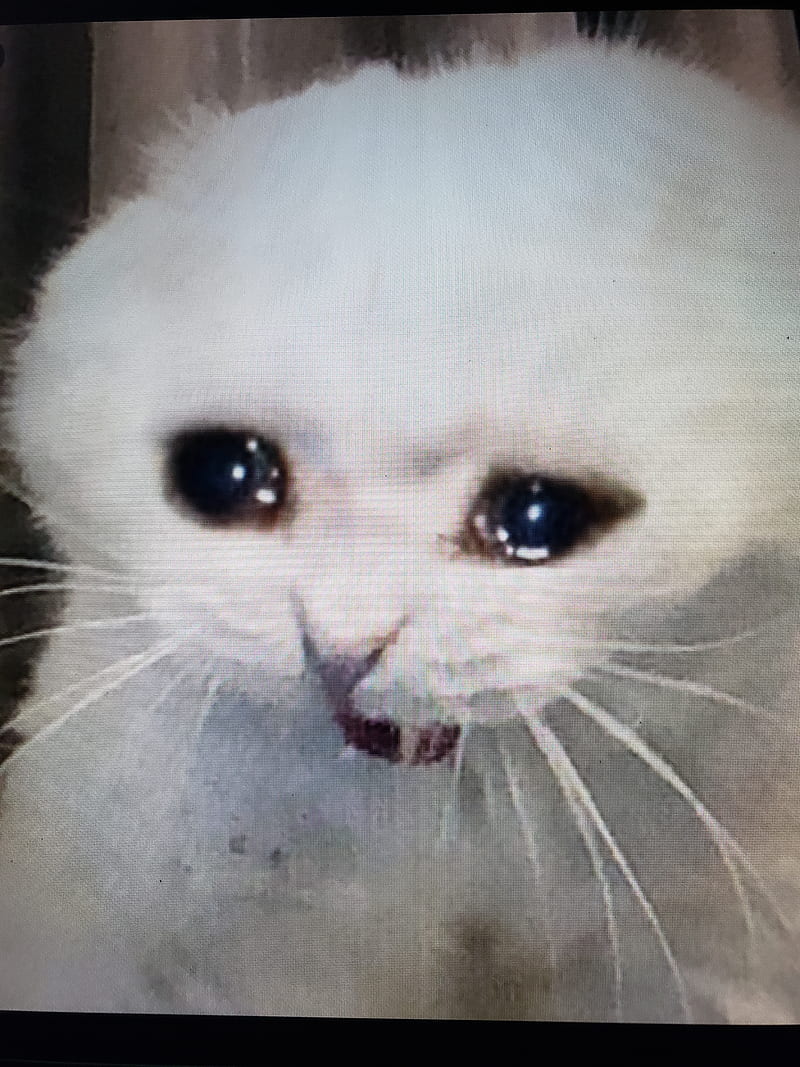 Sad cat, cats, funny, kitten, kittens, lol, luagh, meme, white, HD phone wallpaper