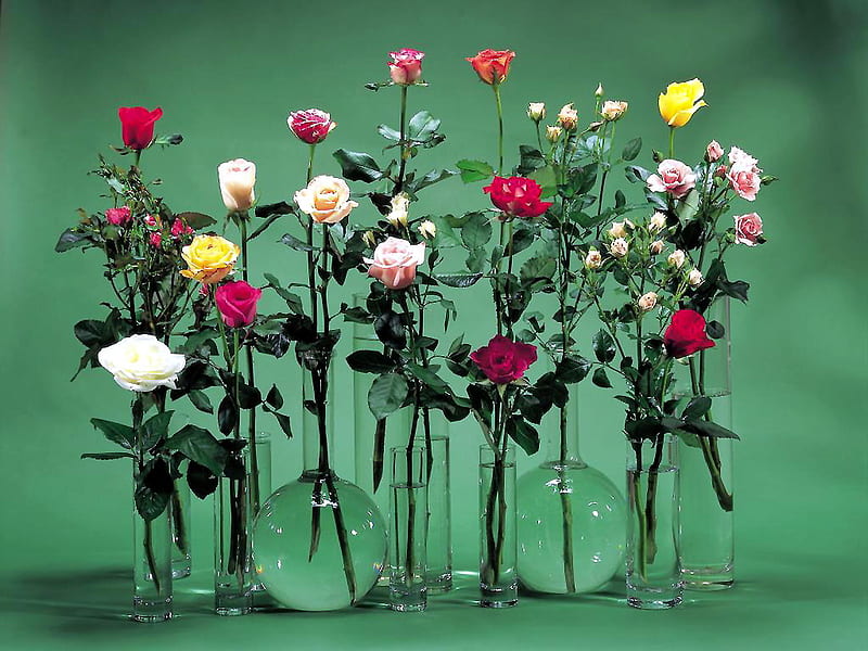 Rose Bouquet, bouquet, rose, florist, flower, nature, HD wallpaper