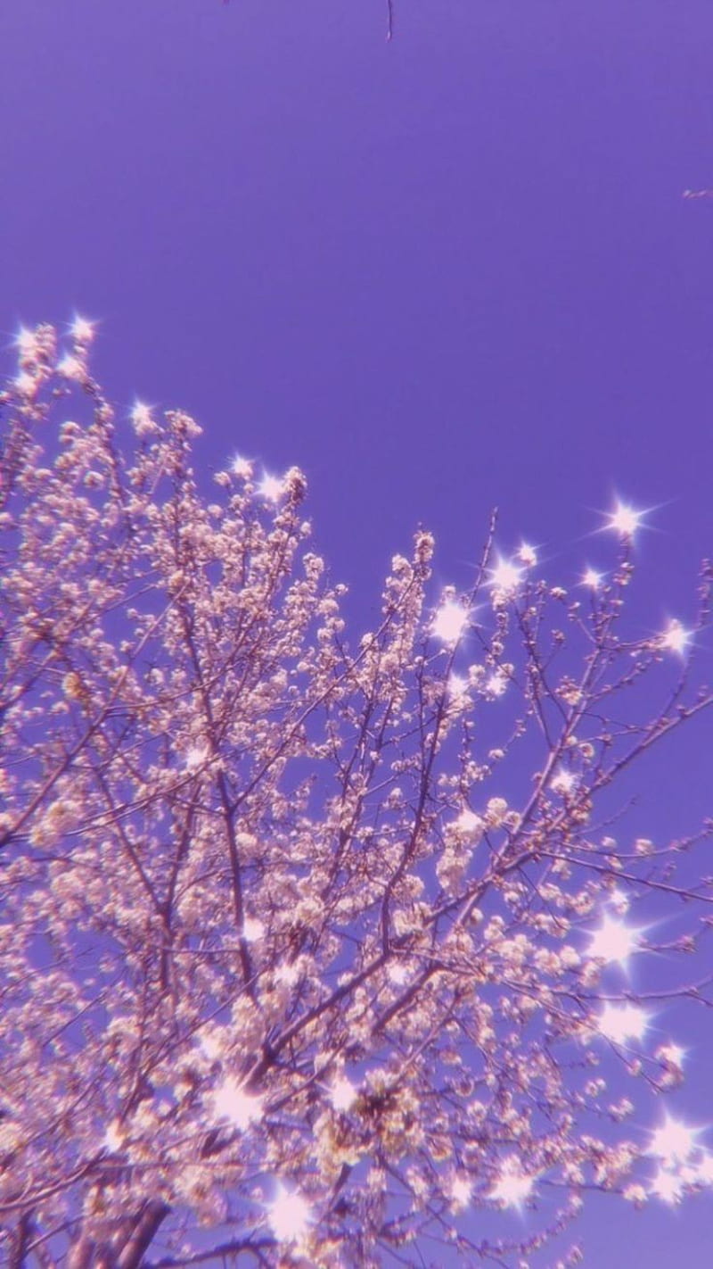 Aesthetics Blossoms, aesthetic, cherry blossom, dream, HD phone wallpaper |  Peakpx