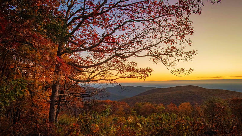 An artist's palette in Shenandoah National Park, hills, Virginia, leaves, fall, trees, colors, sunset, usa, autumn, HD wallpaper