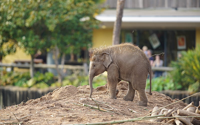 elephant baby cute animals, elephants, Elephantidae, zoo park, elephant in zoo, small elephant, HD wallpaper
